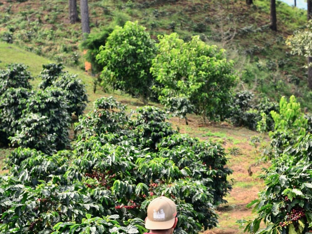 Confira Qual O Cen Rio Da Cafeicultura Brasileira Em E Sua